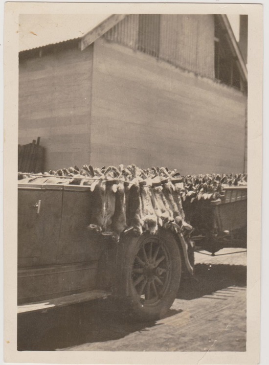 Snapshot - Rabbits WWII